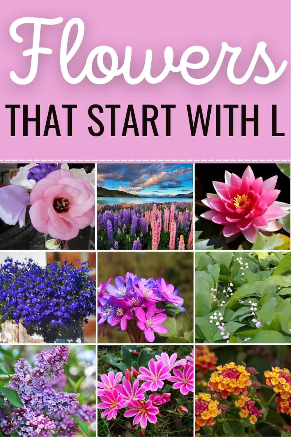 Flowers that start with L