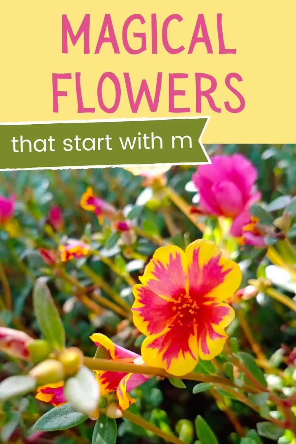 Flowers that start with m