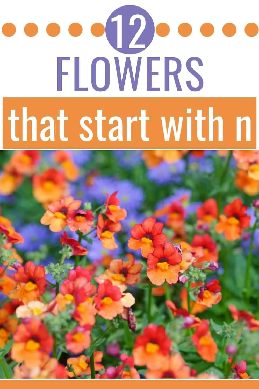 12 flowers that start with n