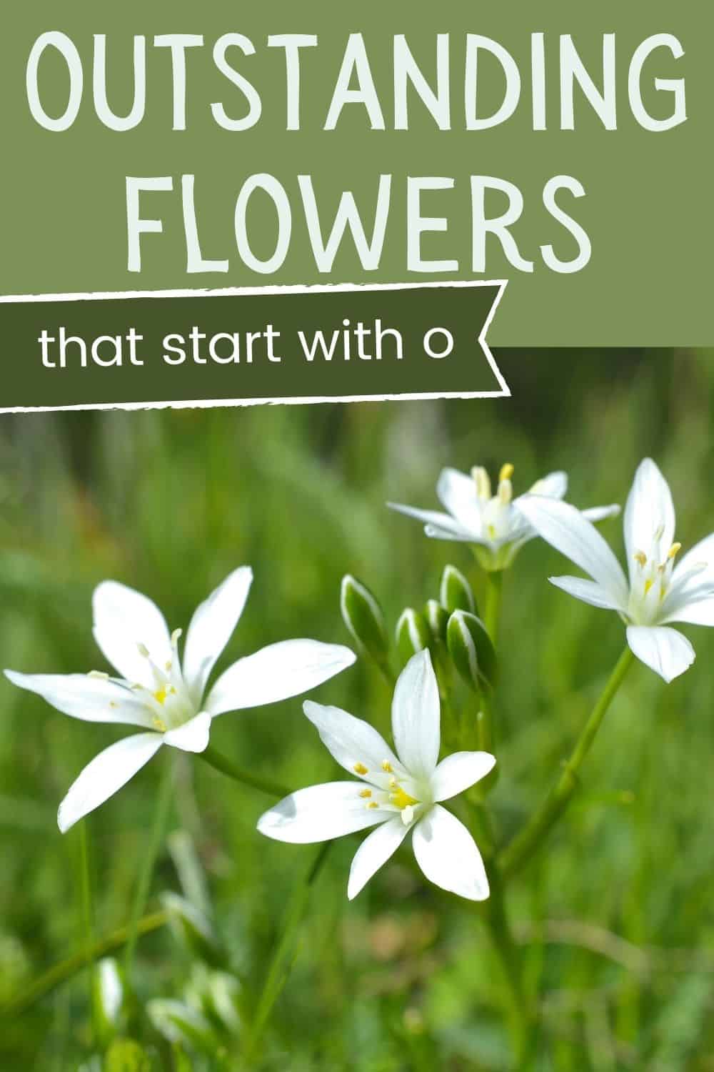 Outstanding flowers that start with O