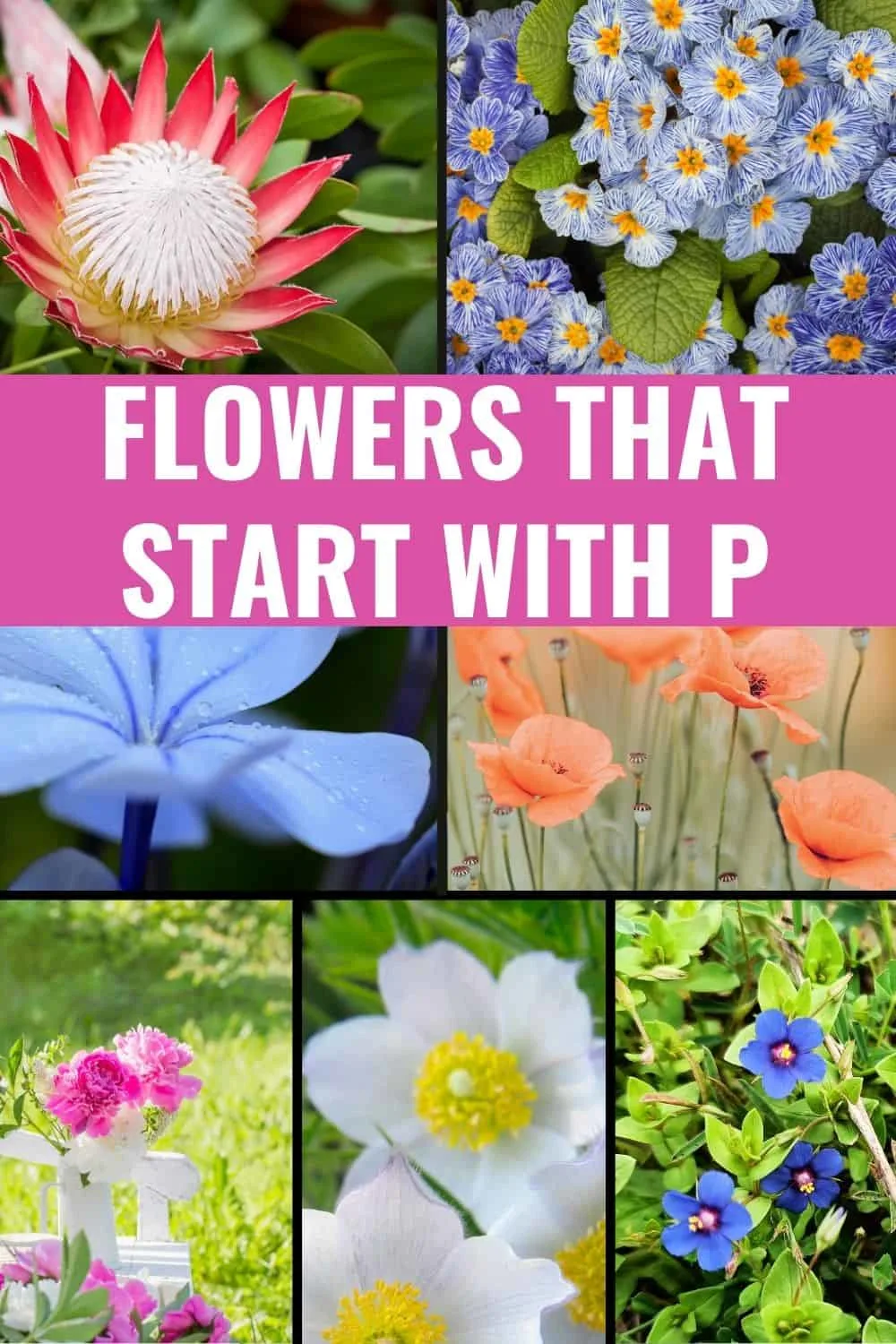 Flowers that start with p