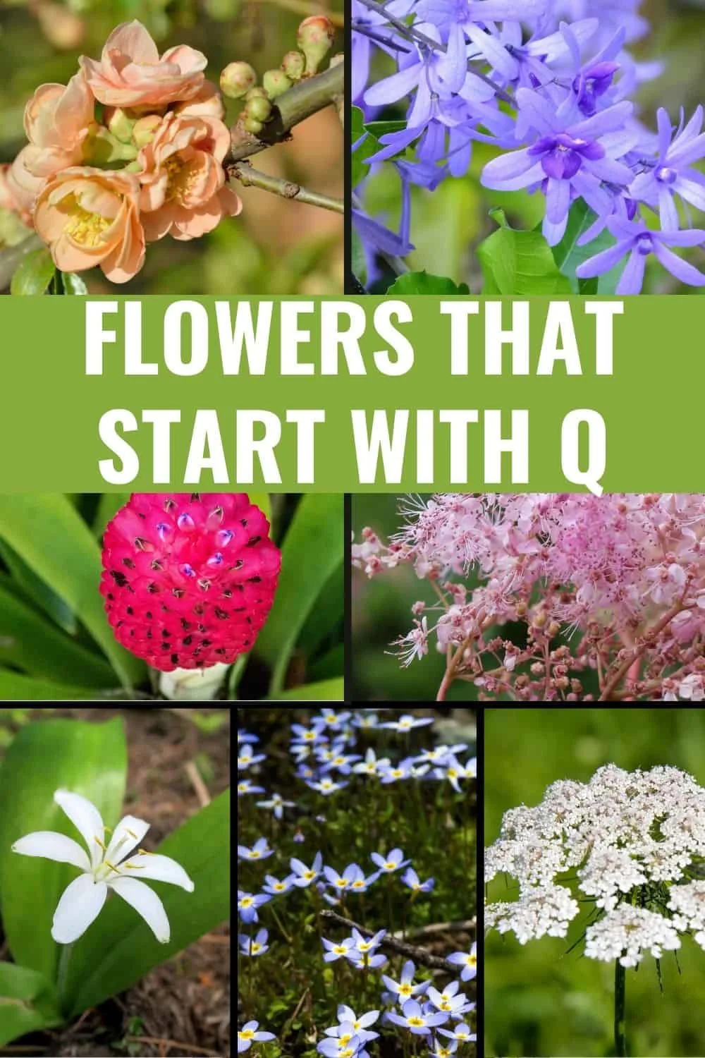 Flowers that start with q