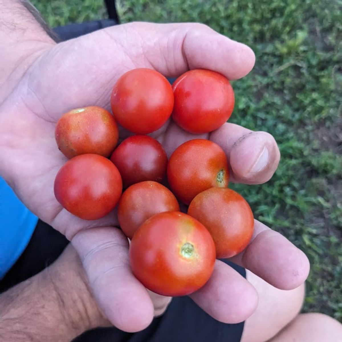 my husband holding a handful of our first cherry tomatoes. 