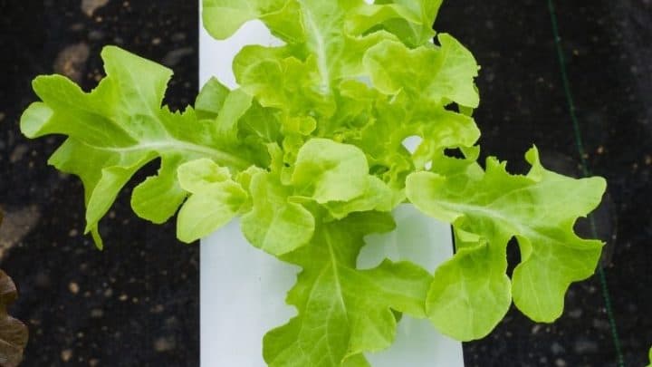 Easy Home Hydroponics Setup