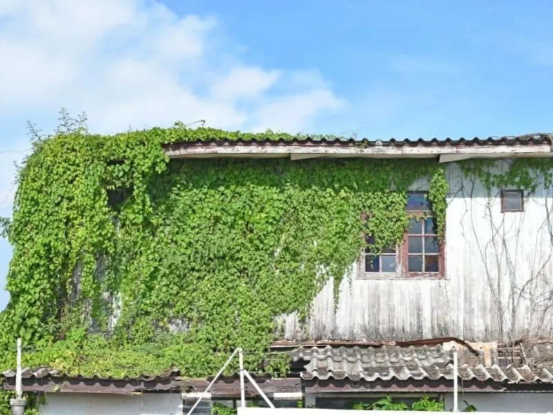 a house covered by kudzu vine