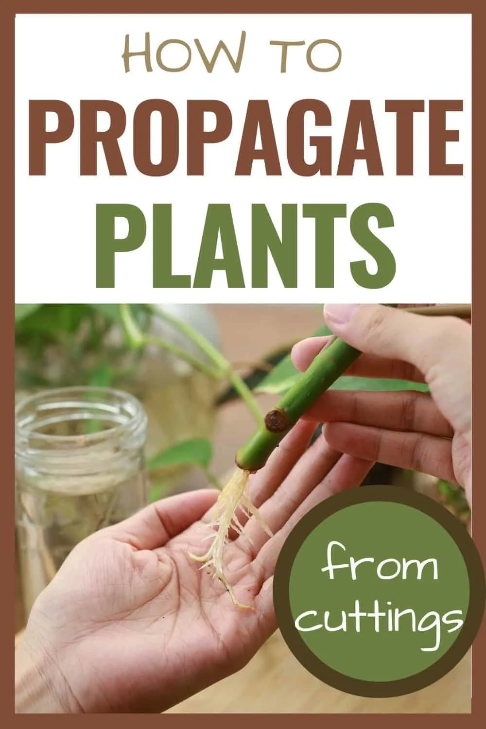 how to propagate plants from cuttings