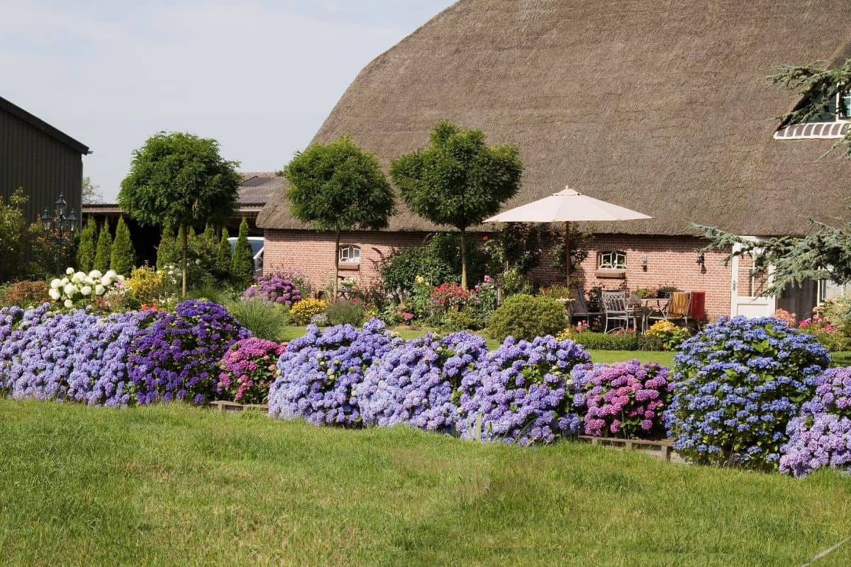 beautiful hydrangeas border in front of the house