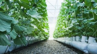 hydroponic greenhouse