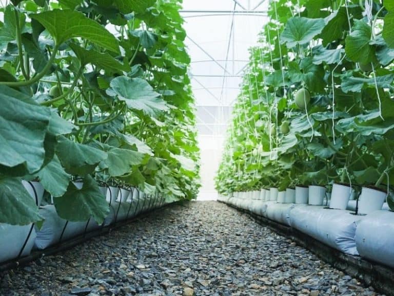 Hydroponic Greenhouse Build From Scratch, Or Buy A Kit?