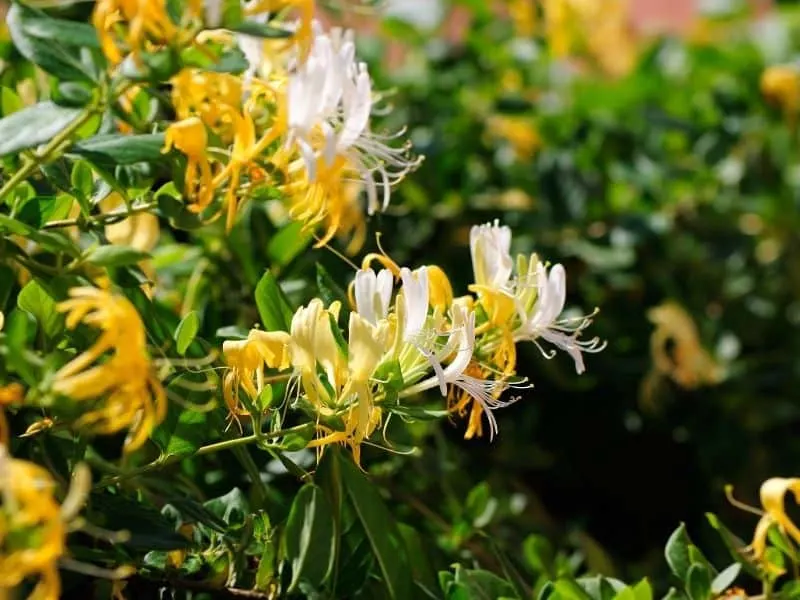 japanese honeysuckle