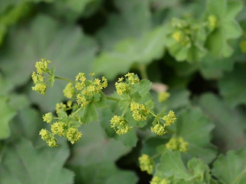 Lady's mantle flowers