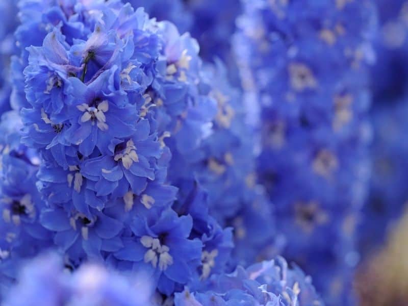 larkspur flowers