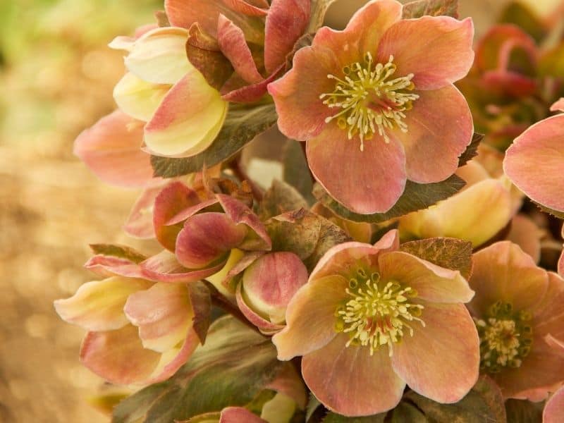 lenten rose flowers