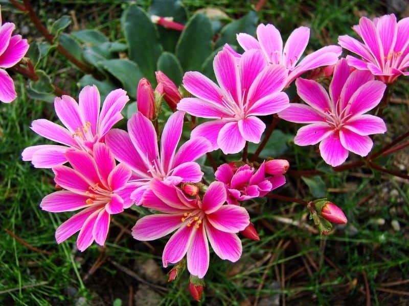 Lewisia flowers