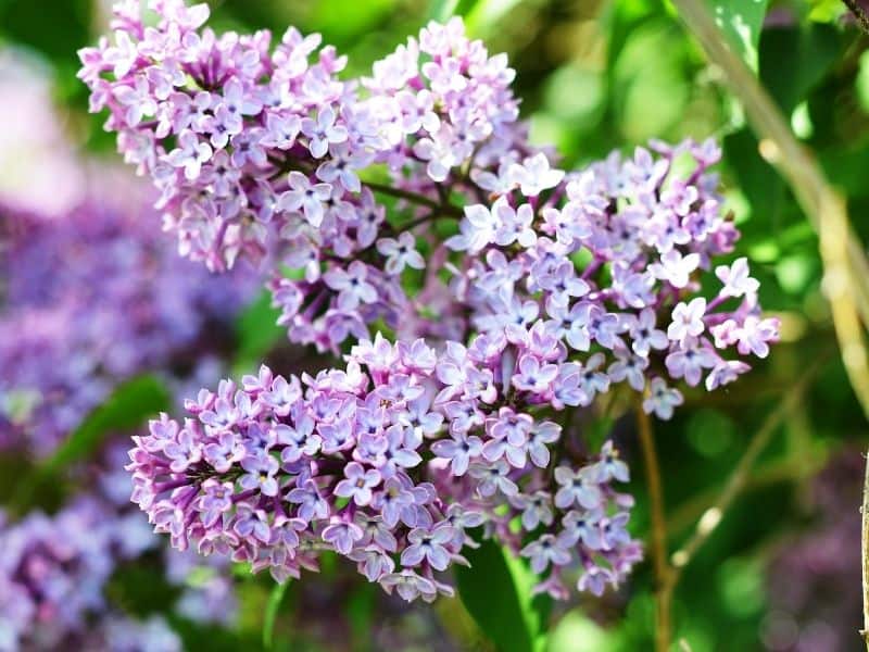 lilac flowers