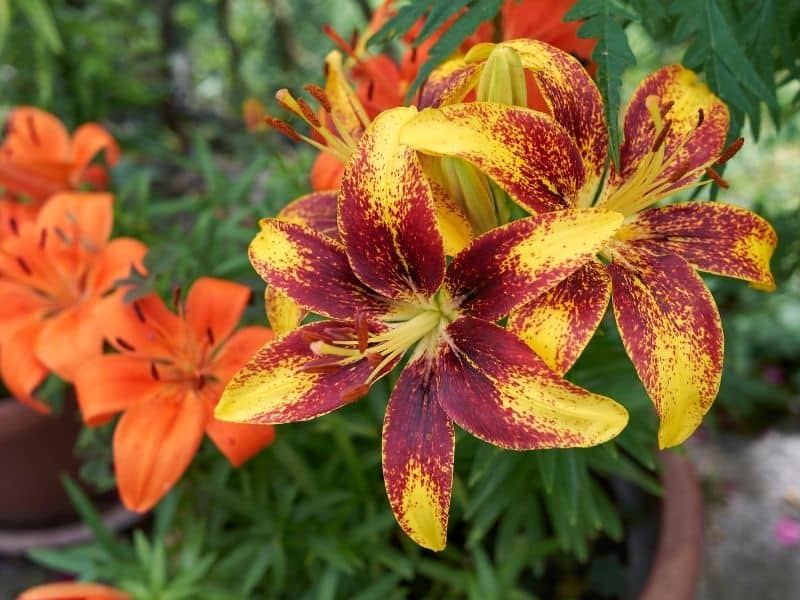 lily flowers