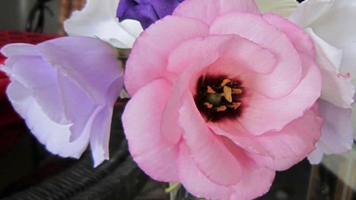 16 Lovely Flowers that Start with L