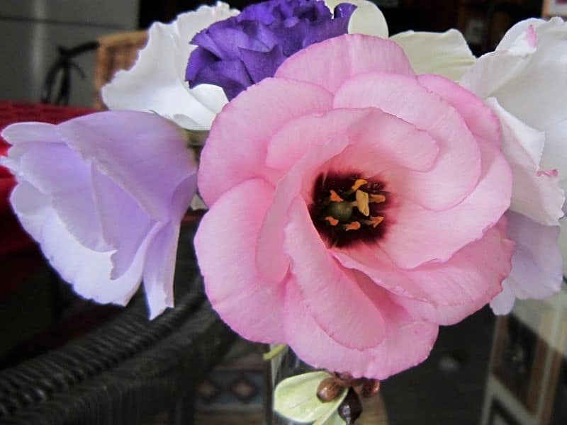 pastel colored lisianthus flowers