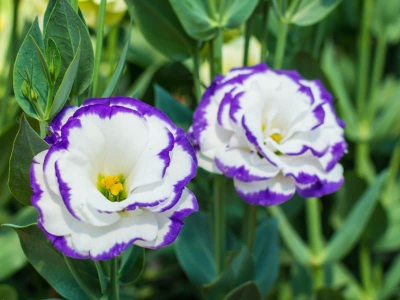 lisianthus flowers