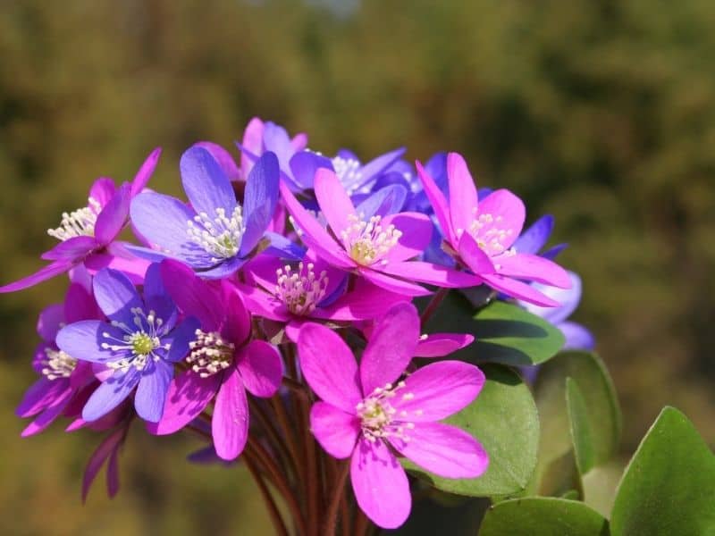 liverwort flowers