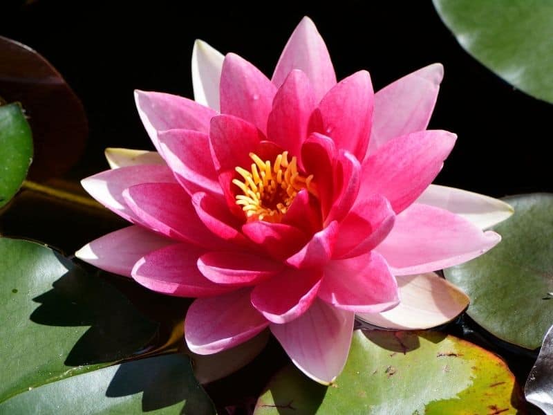 lotus flower