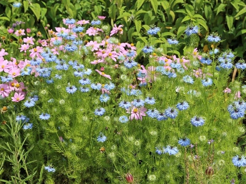 love in a mist flowers