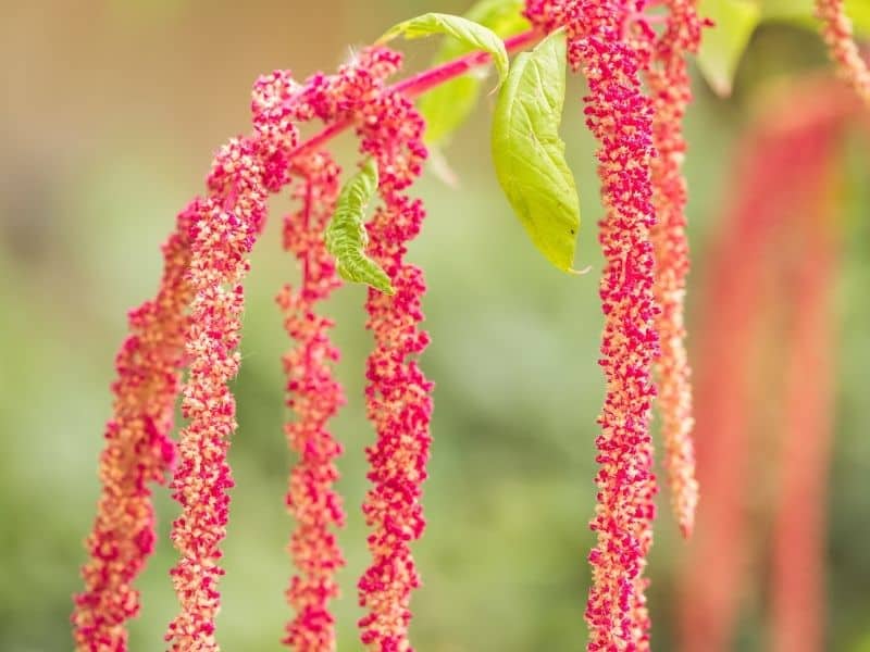 Love lies bleeding flowers