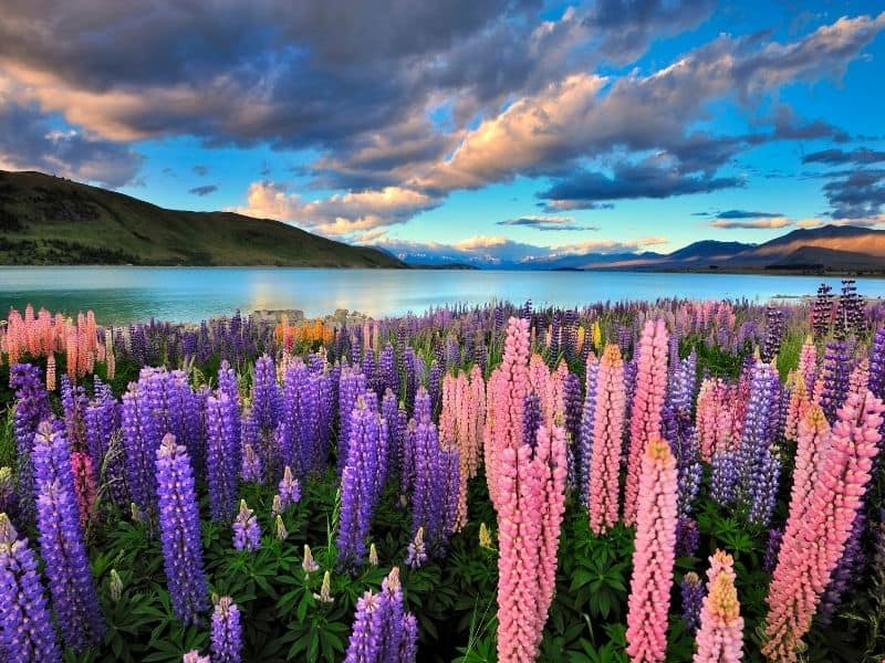 beautiful lupine flowers against blue skies