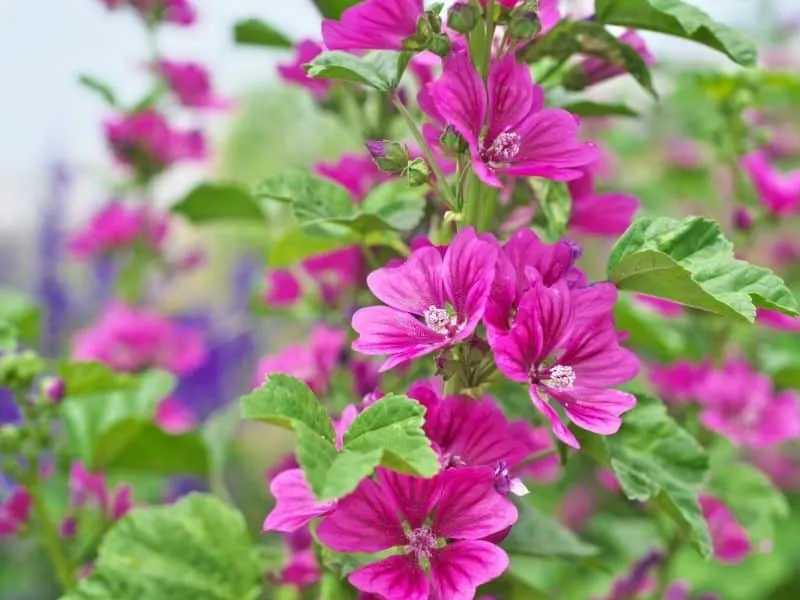 bright pink mallow flowers