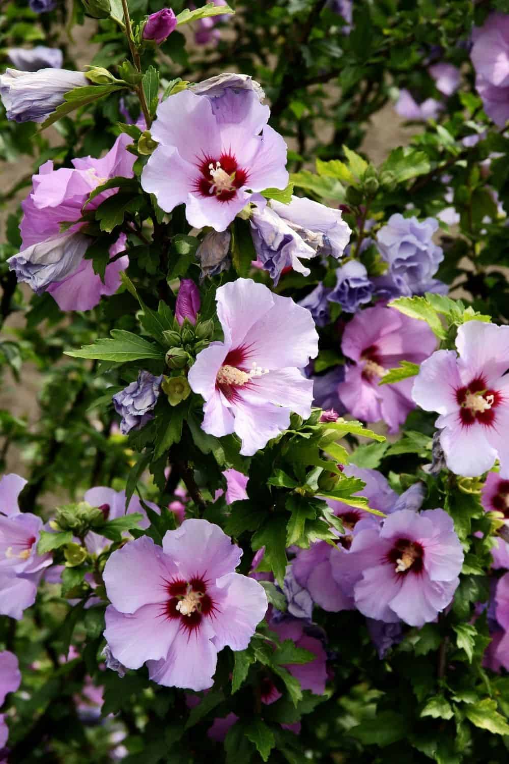 mauve hibiscus flowers