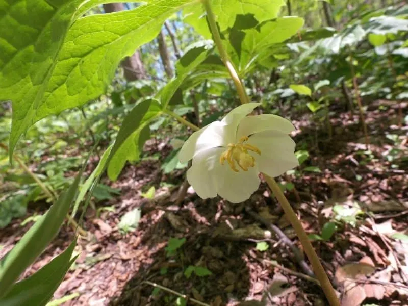 mayapple flower