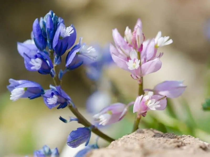 common milkwort flowers