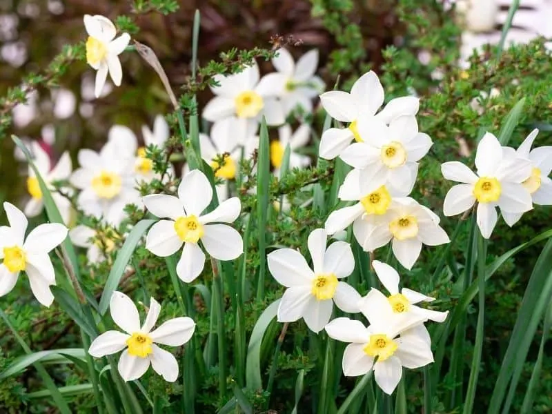 narcissus flowers