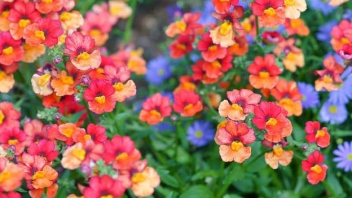 12 Notable Flowers that Start with N
