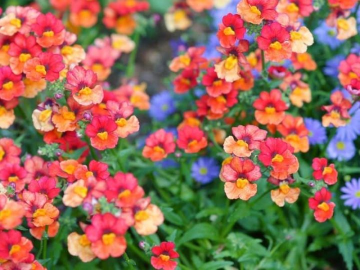 12 Notable Flowers That Start With N