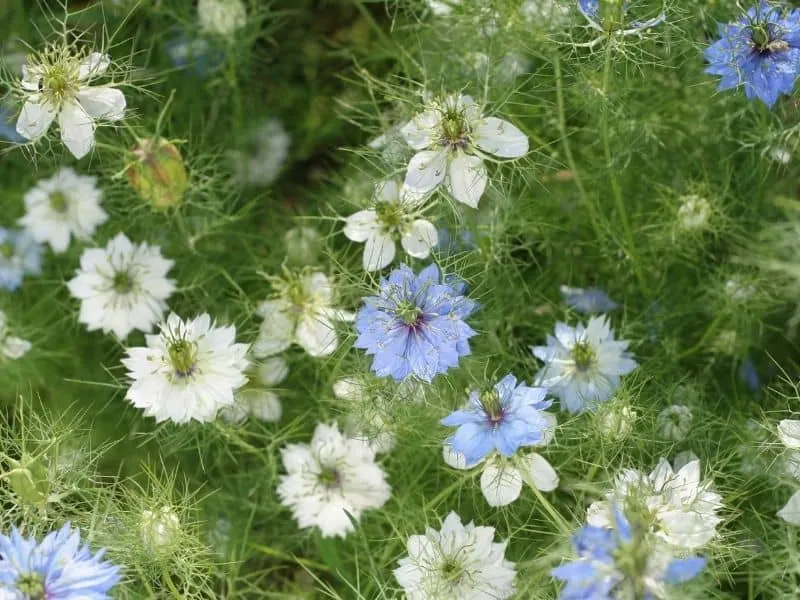 blue and white nigella flowers