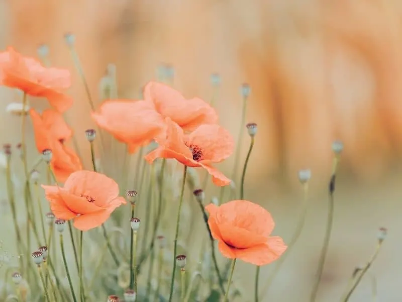 orange poppies