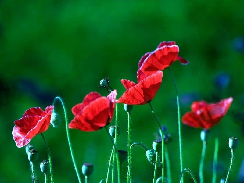 oriental poppies