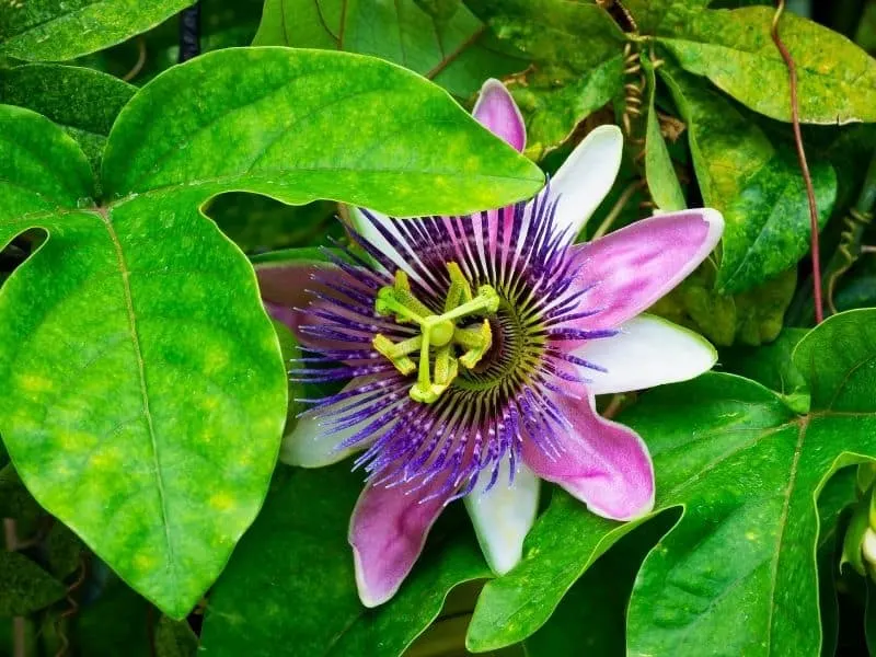 passionflower