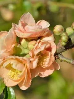 peach colored quince flowers