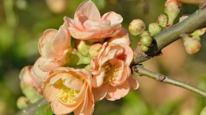 8 Queenly Flowers That Start With Q