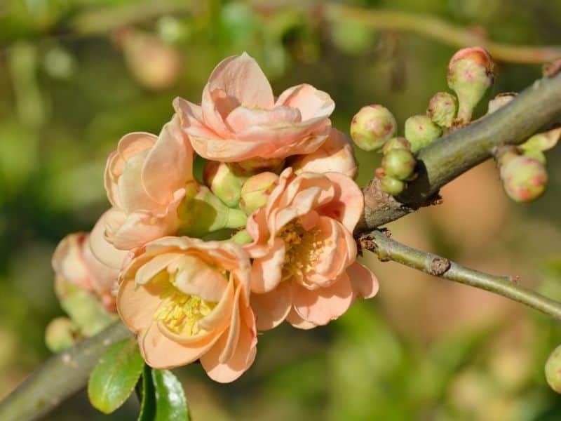 peach colored quince flowers