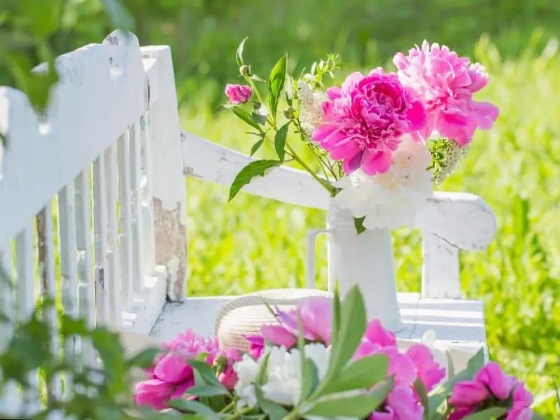 bright pink peonies and white bench