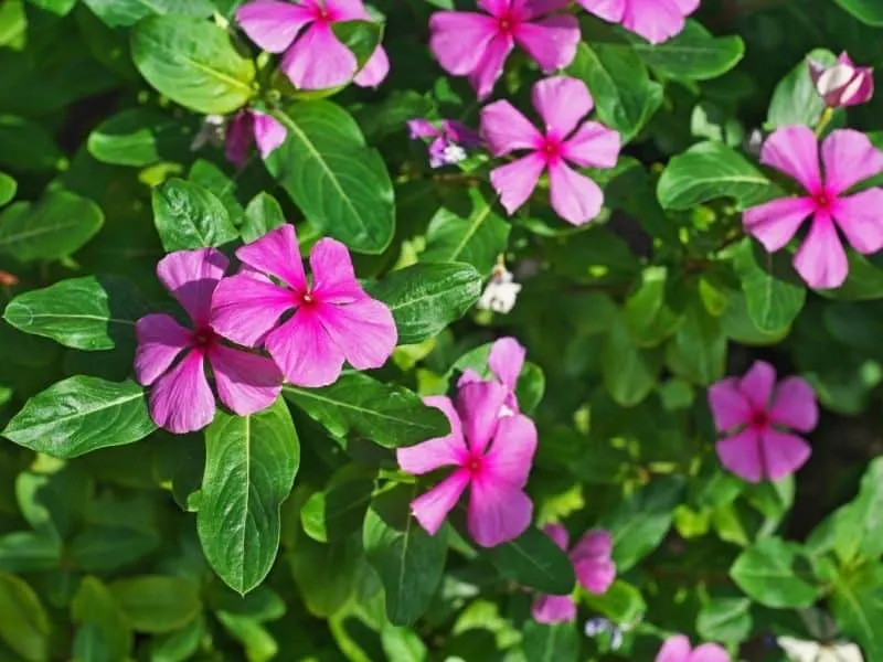 pink periwinkle ground cover
