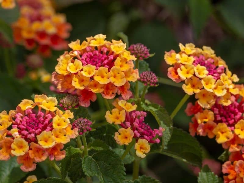 pink and yellow lantana flowers