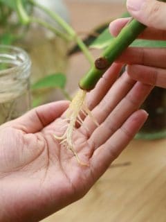 roots growing from a cutting