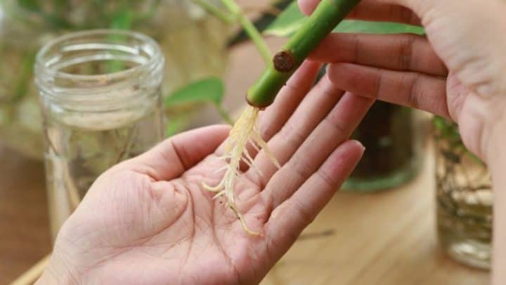 How To Propagate Plants From Cuttings – Easy & Rewarding!