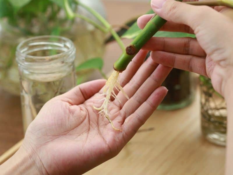 roots growing from a cutting