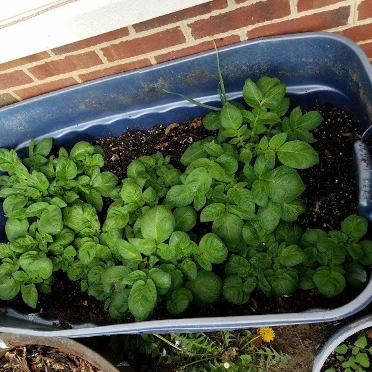 potatoes growing in a container.