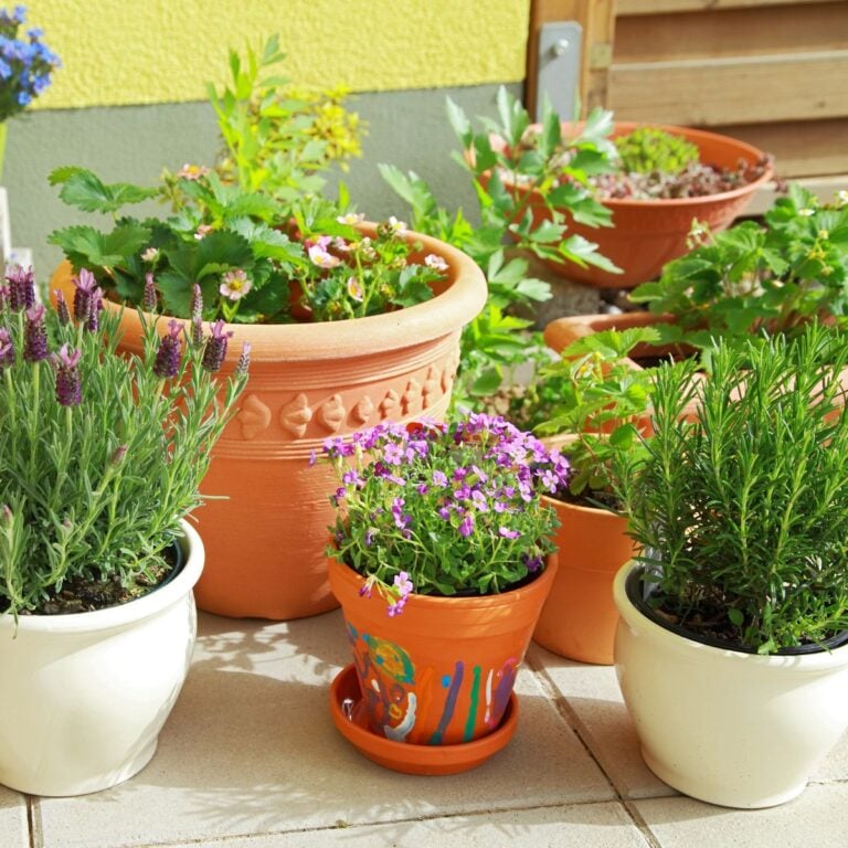 potted herb garden